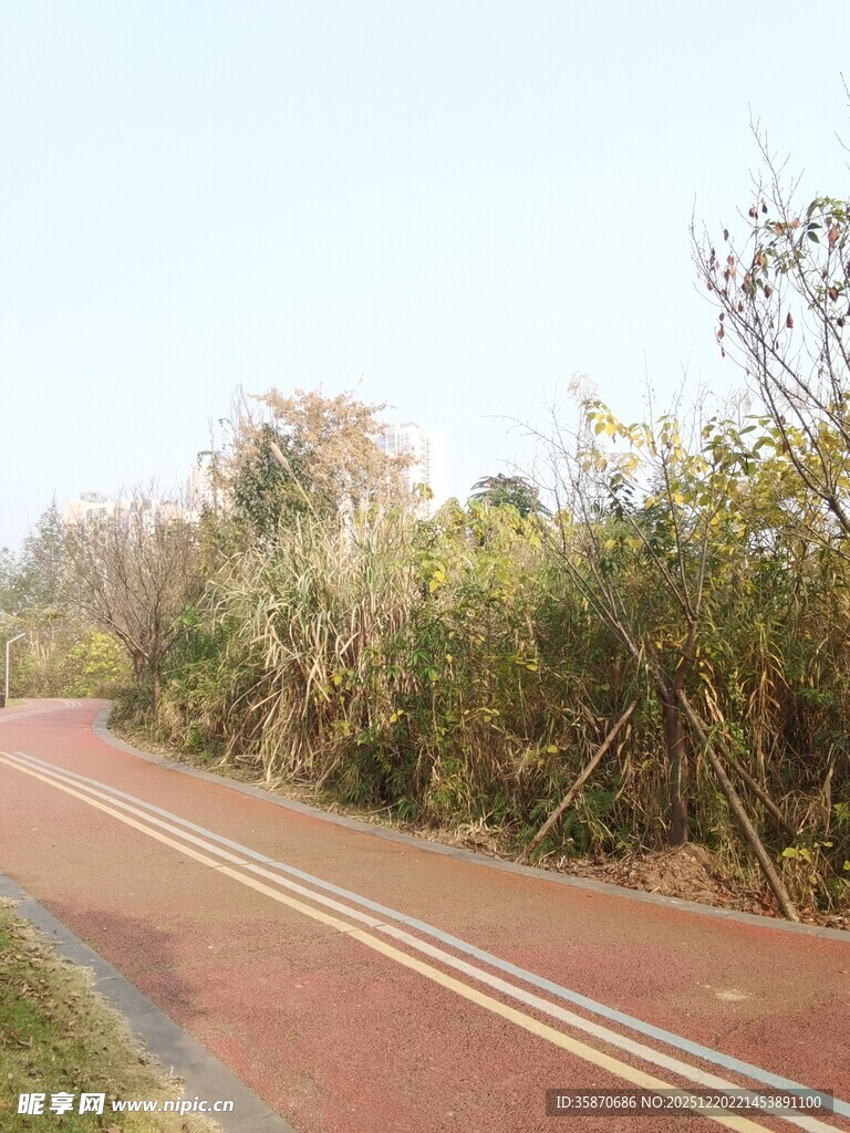 蜿蜒红道旁的葱郁植被