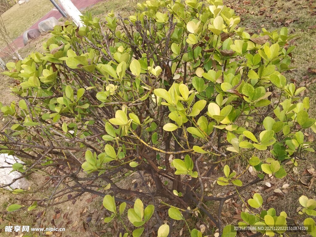 绿叶繁茂的矮灌木植物