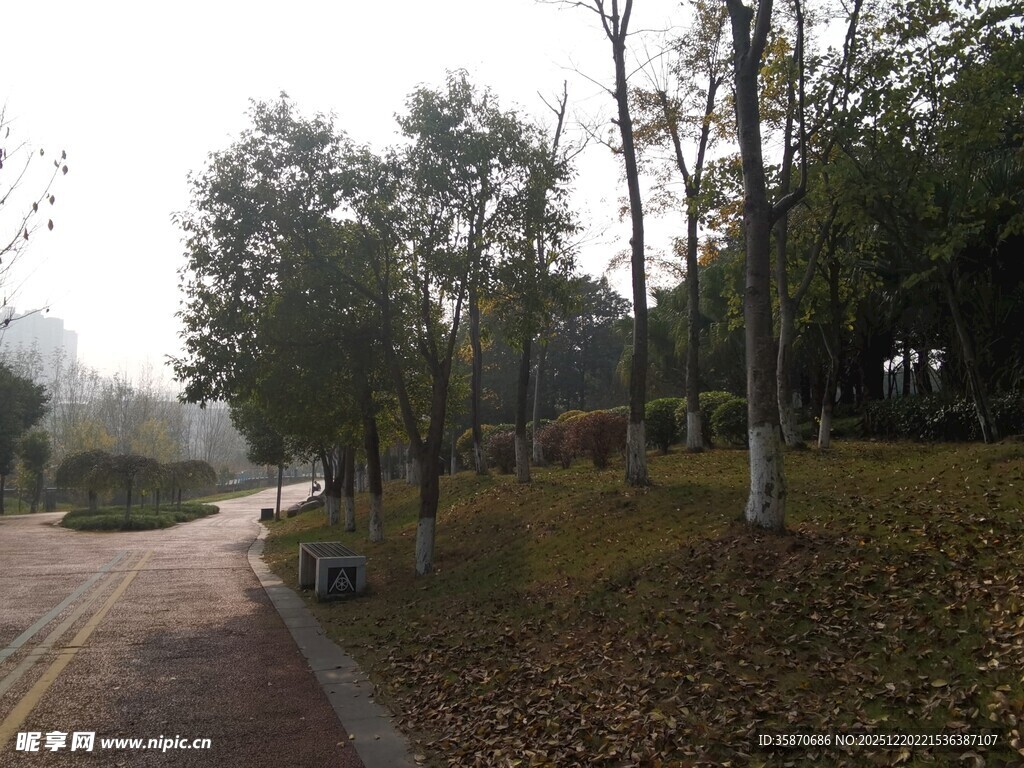 秋日林间小路静谧景致