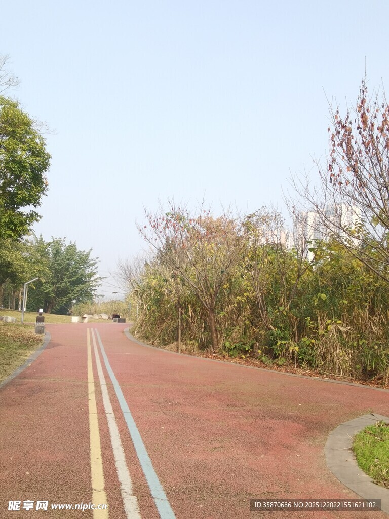 林间彩色步道风景