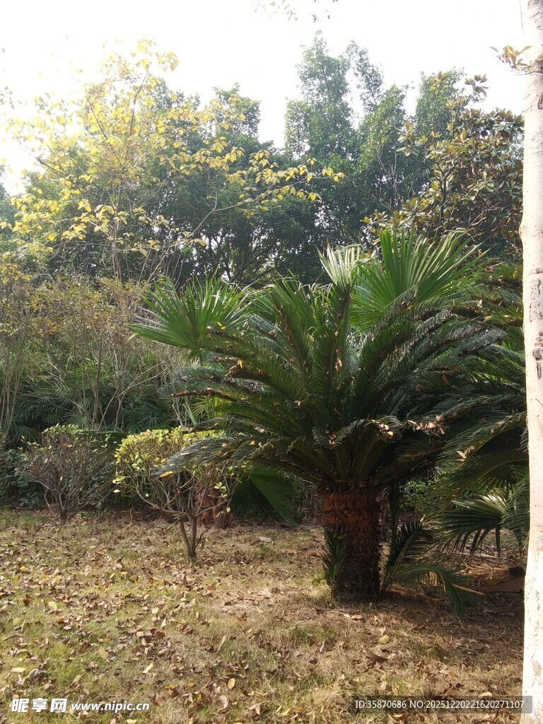 户外的苏铁植物景观