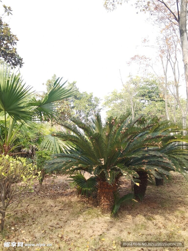 户外铁树植物景观