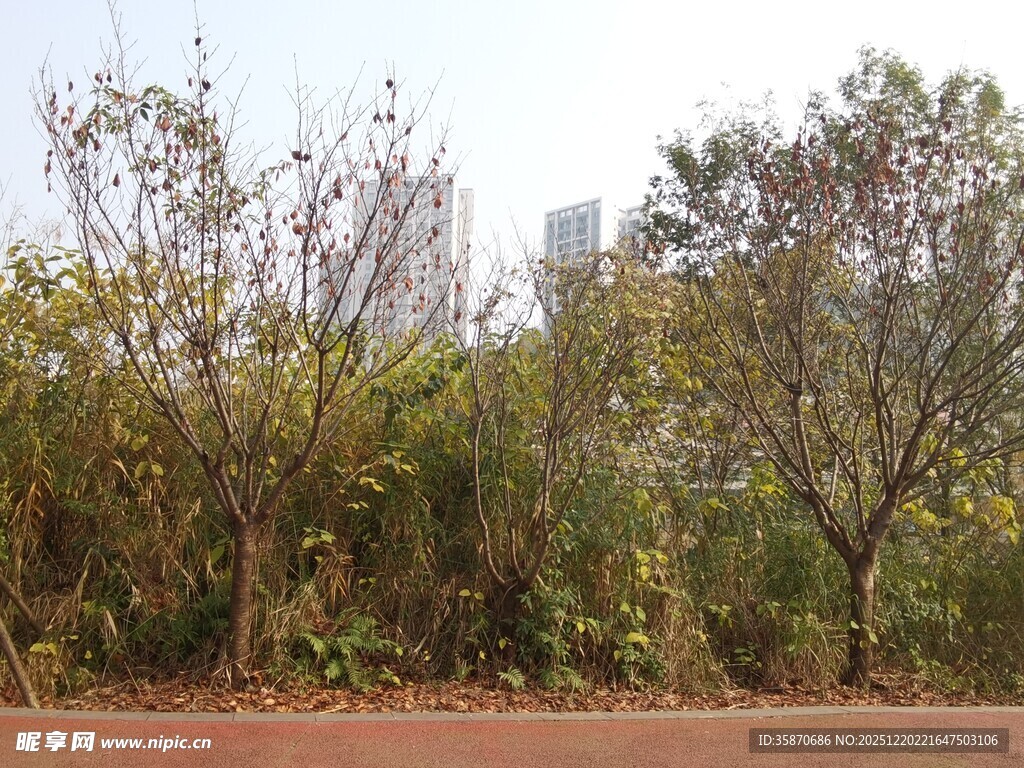 城市边的繁茂绿植景观