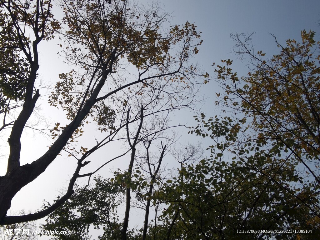 秋日树林树梢景象