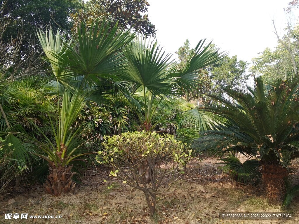 热带植物景观