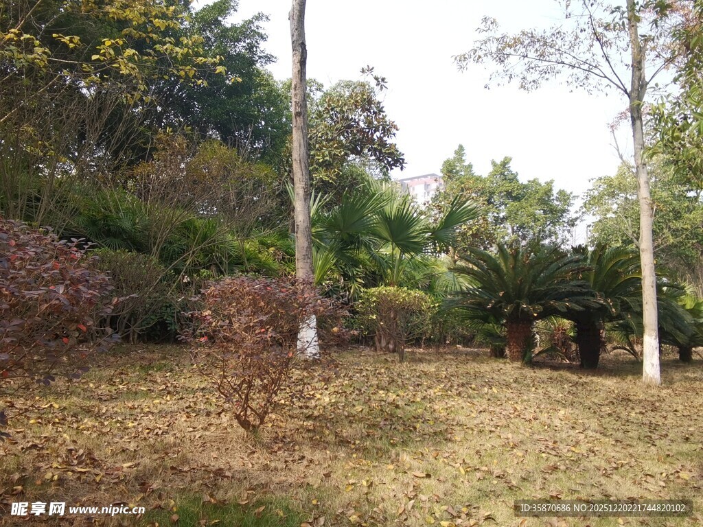 秋日林间草地风景
