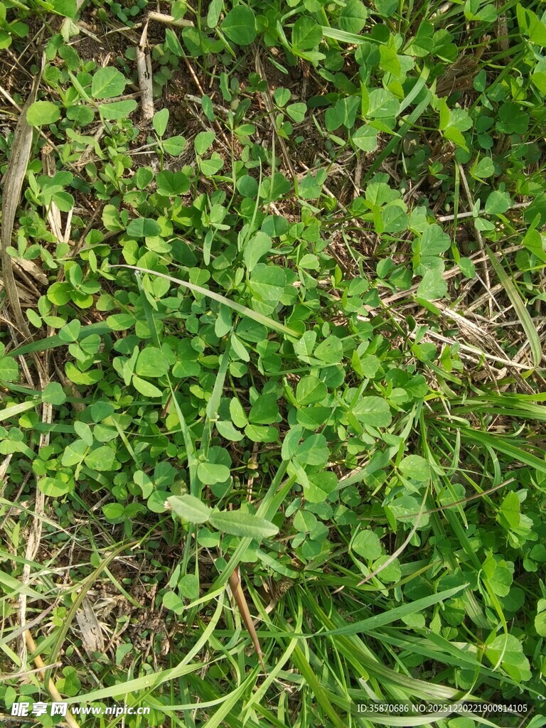 嫩绿繁茂的地面小草
