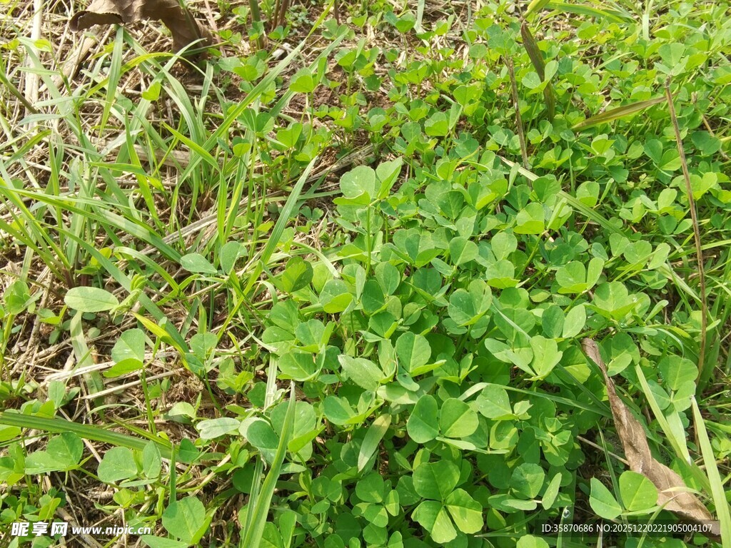 嫩绿草丛中的生机景象