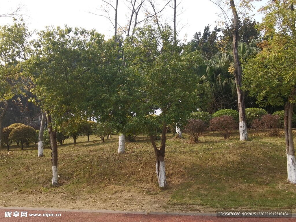 公园中排列整齐的绿树