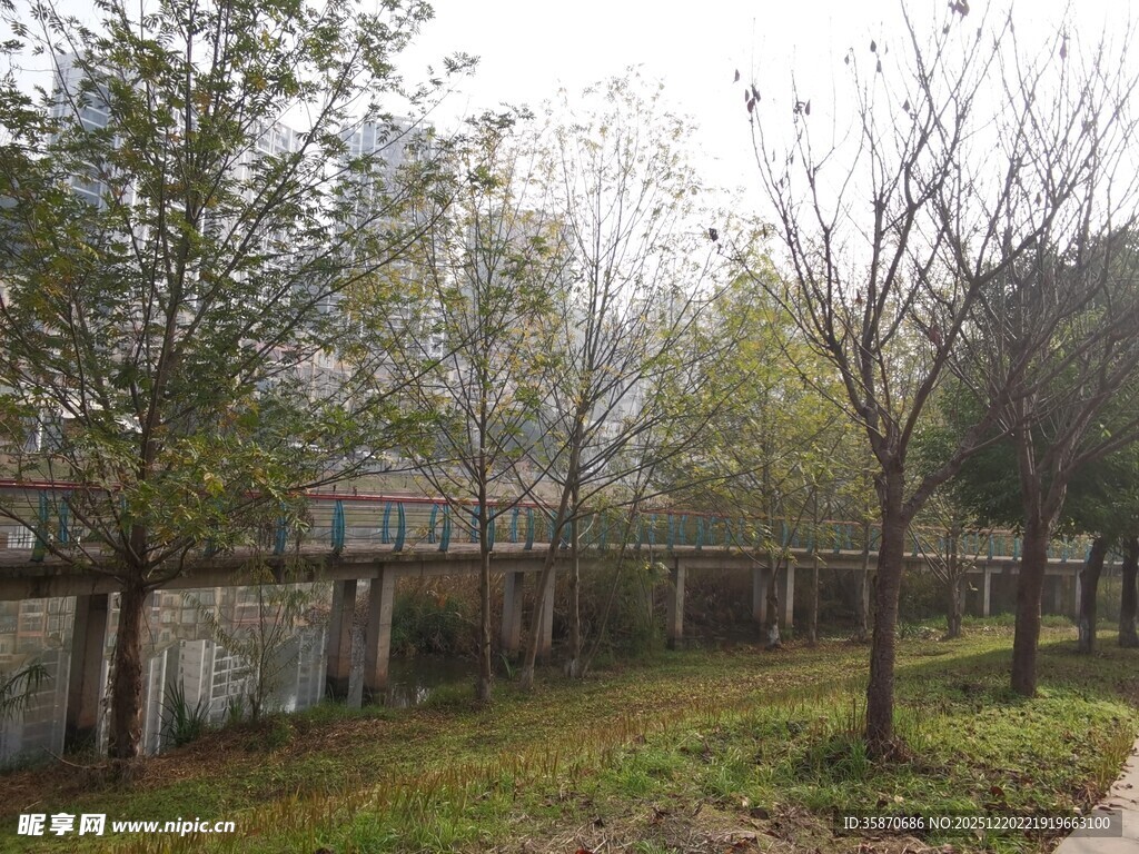 户外萧瑟树木与围墙场景