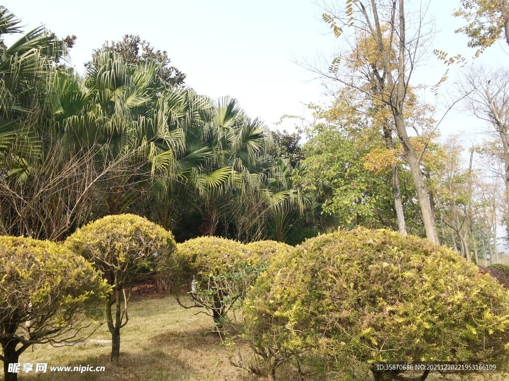 园林中的修剪整齐绿植