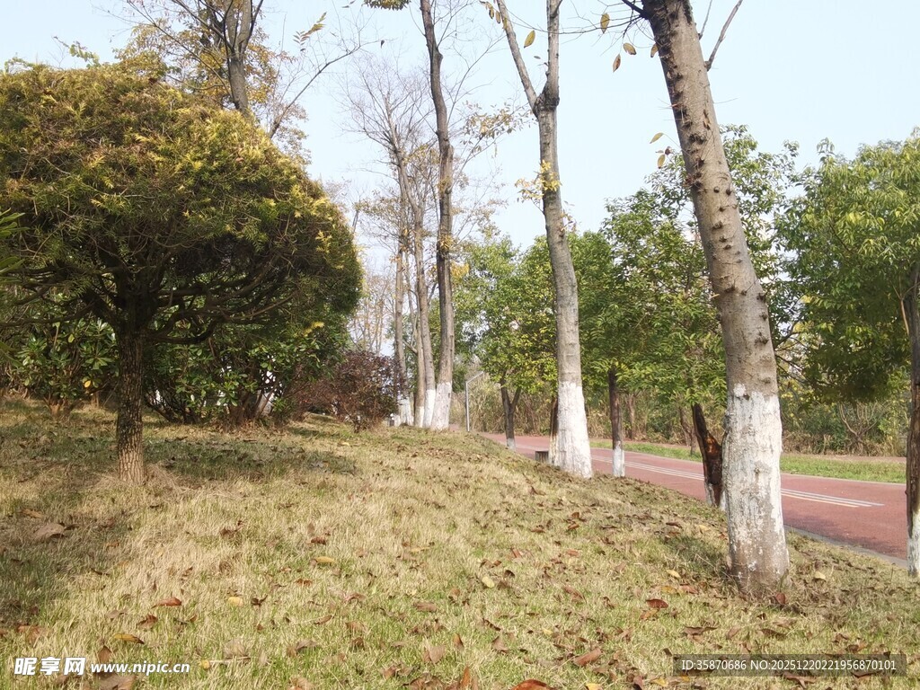 春日林间小道景色