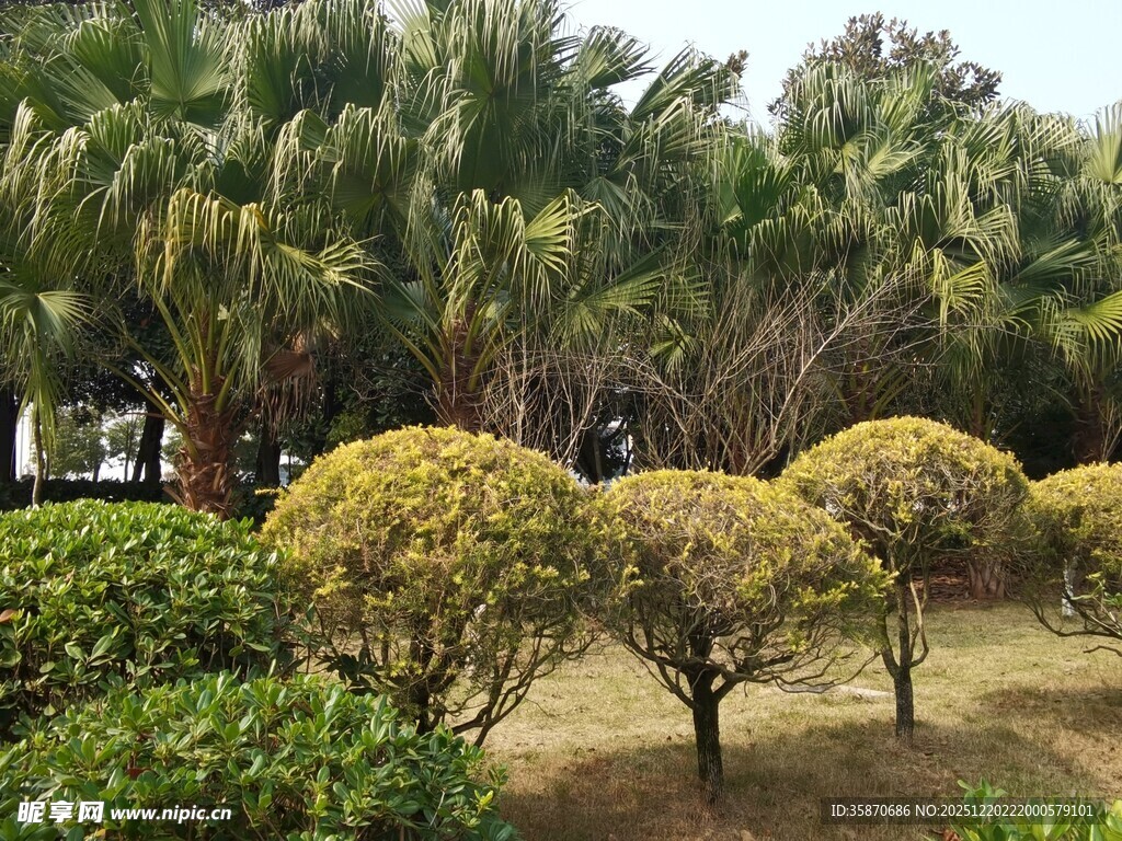 园林景观中的绿植造型