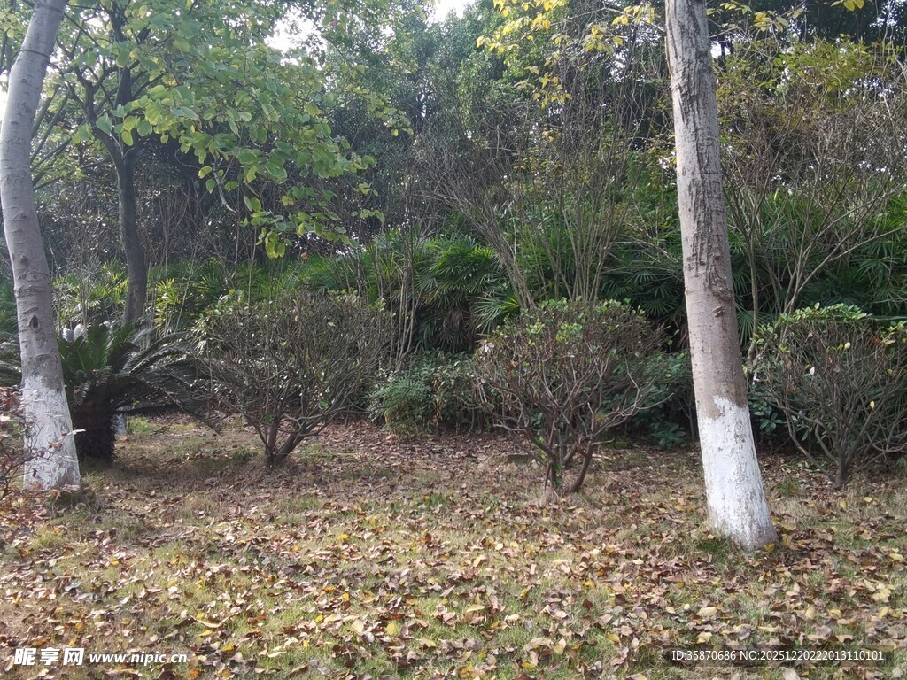 秋日林间落叶景象