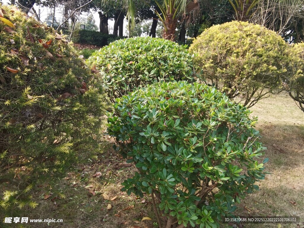 园林中的修剪绿植景观