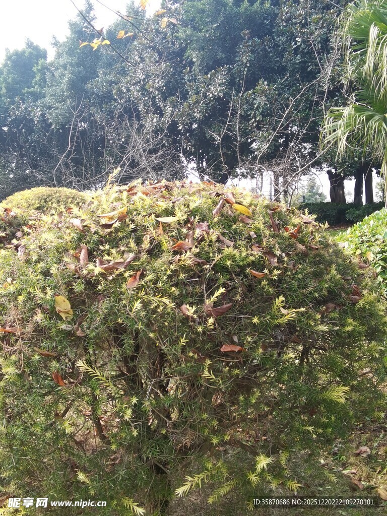 园林中的修剪整齐灌木丛