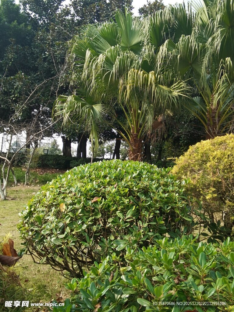 绿意盎然的园林景观