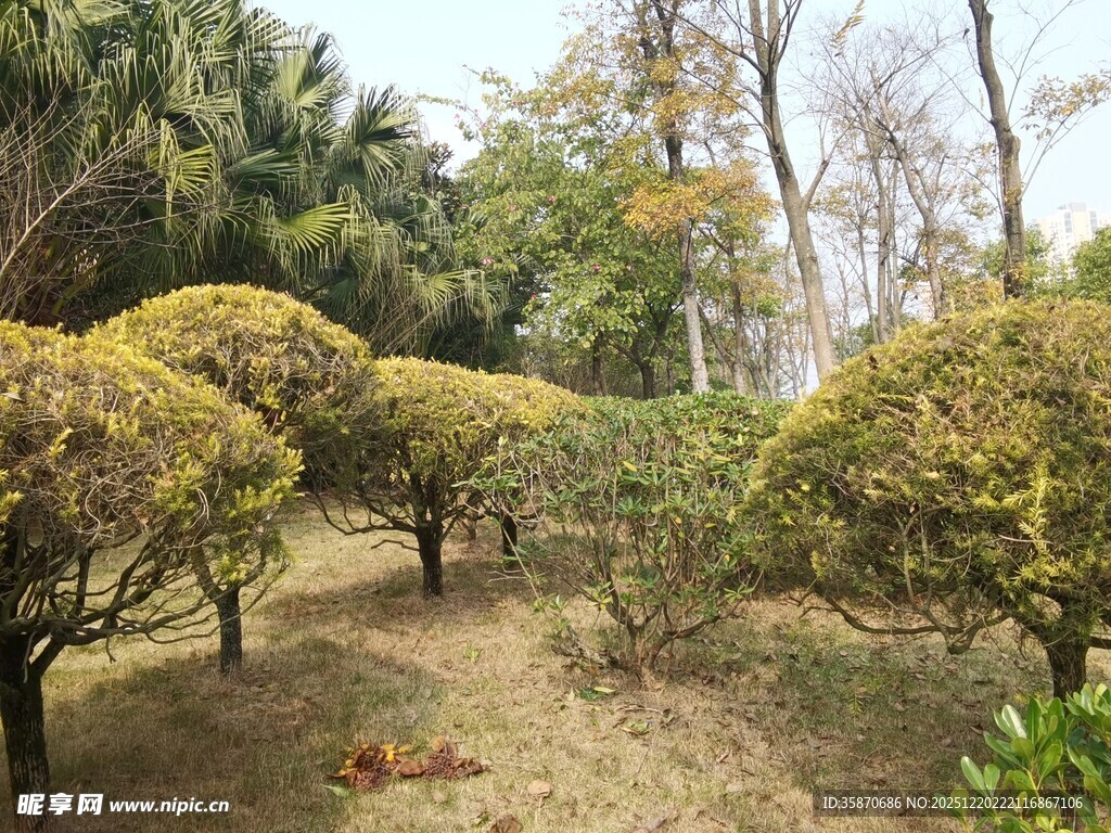 园林中的造型灌木景观