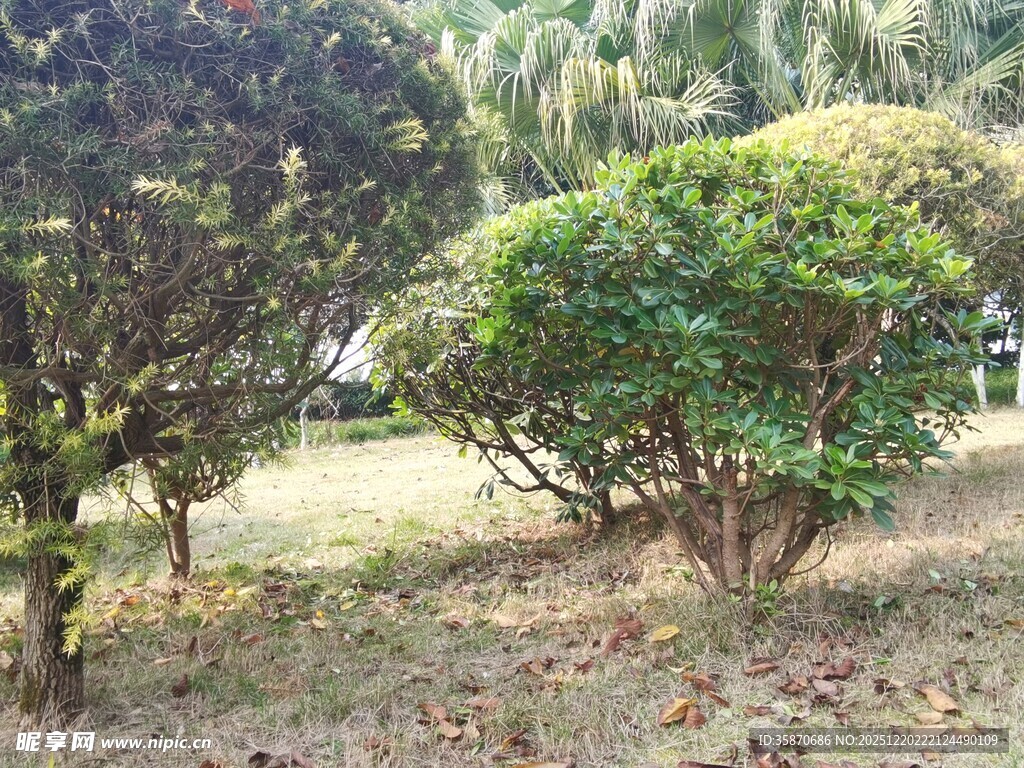 园林中的葱郁灌木景观