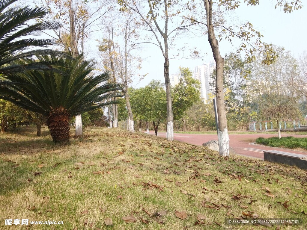 户外草地树木景观