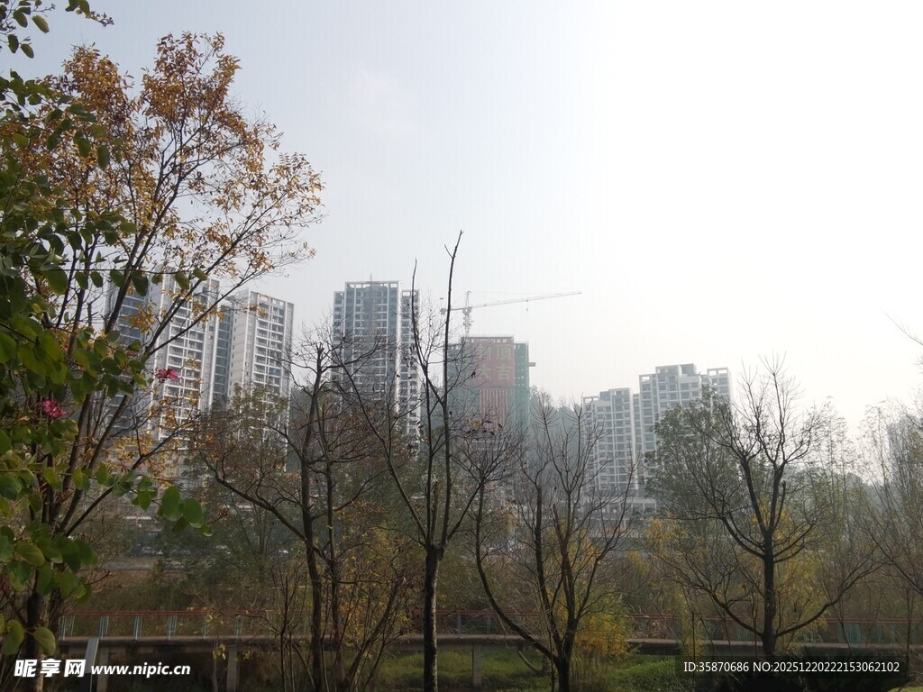 城市远景与近处树木景观