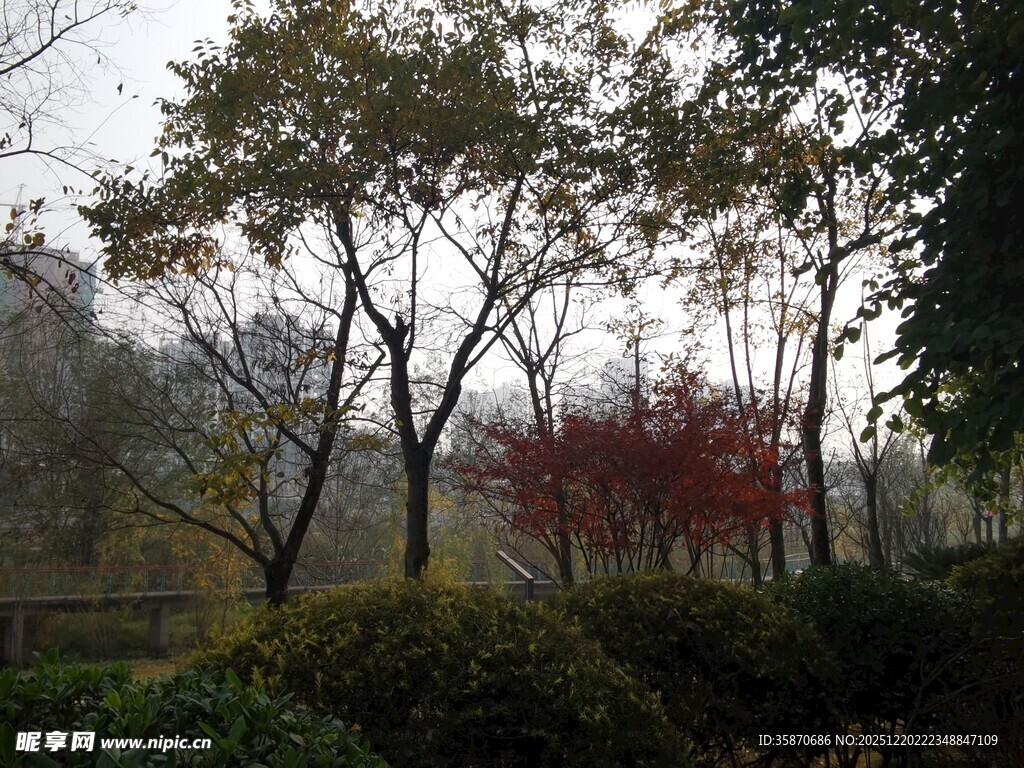 秋日雾中树林景致