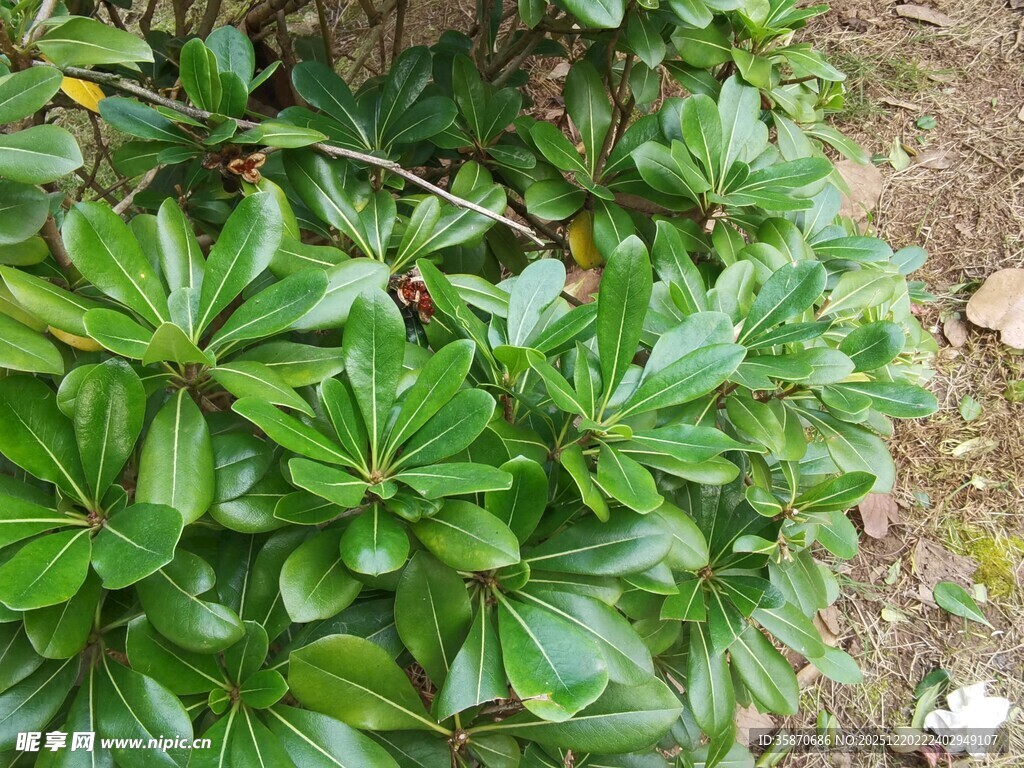 绿叶丛生的植物景观