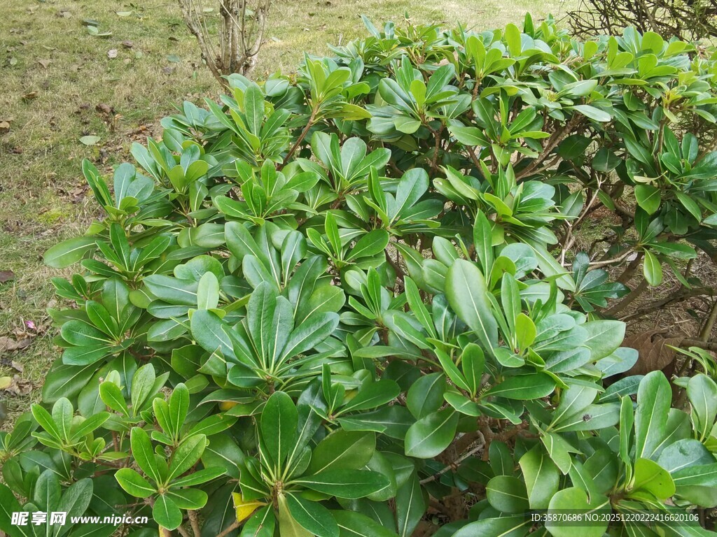 绿叶繁茂的植物景观