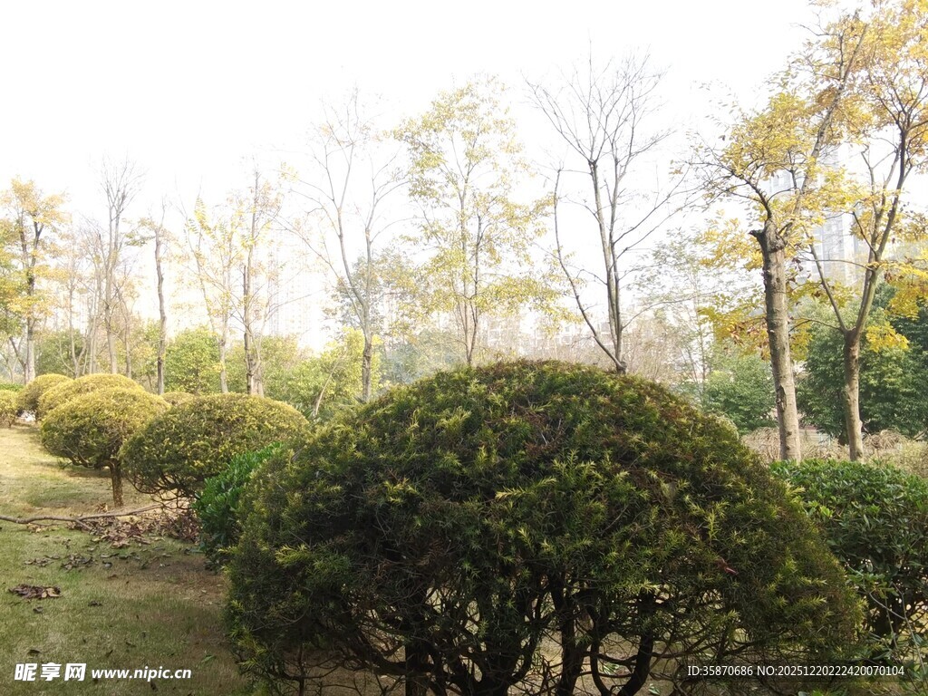 秋日园林绿植景观