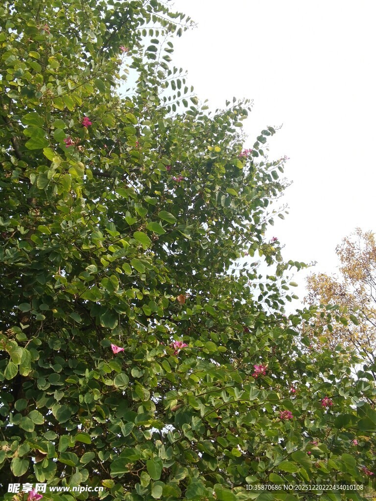 繁茂绿植生机盎然