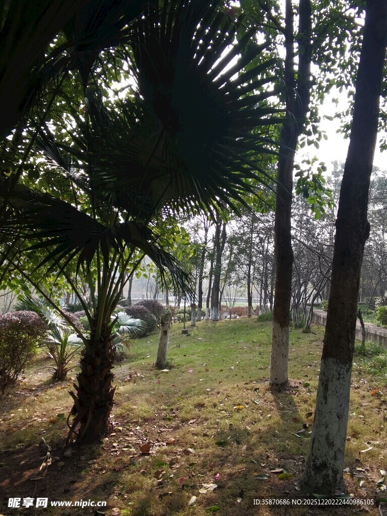 林间绿意盎然的自然景致