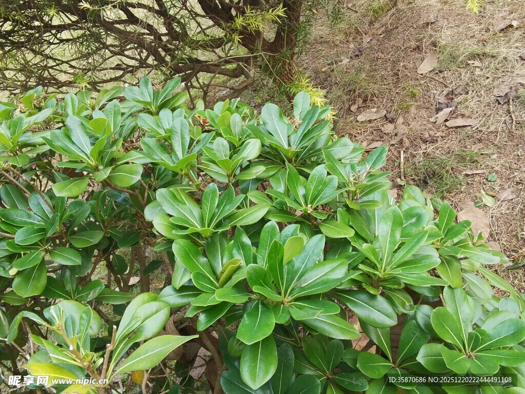绿叶繁茂的植物景观
