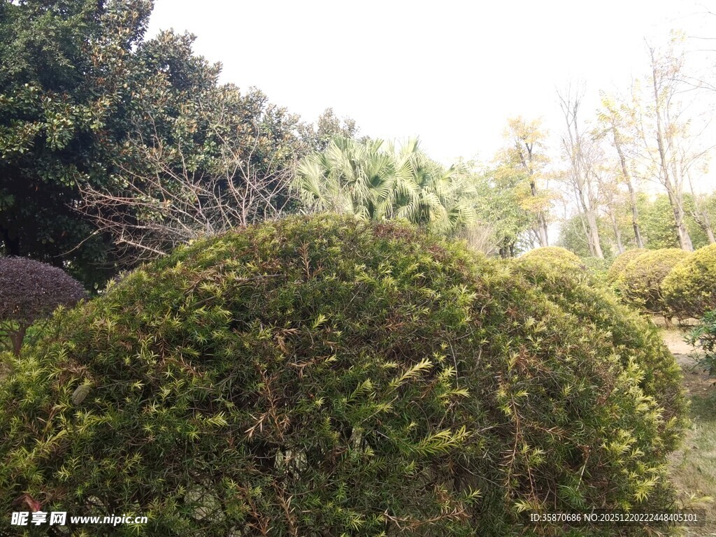 绿意盎然的园林灌木景观