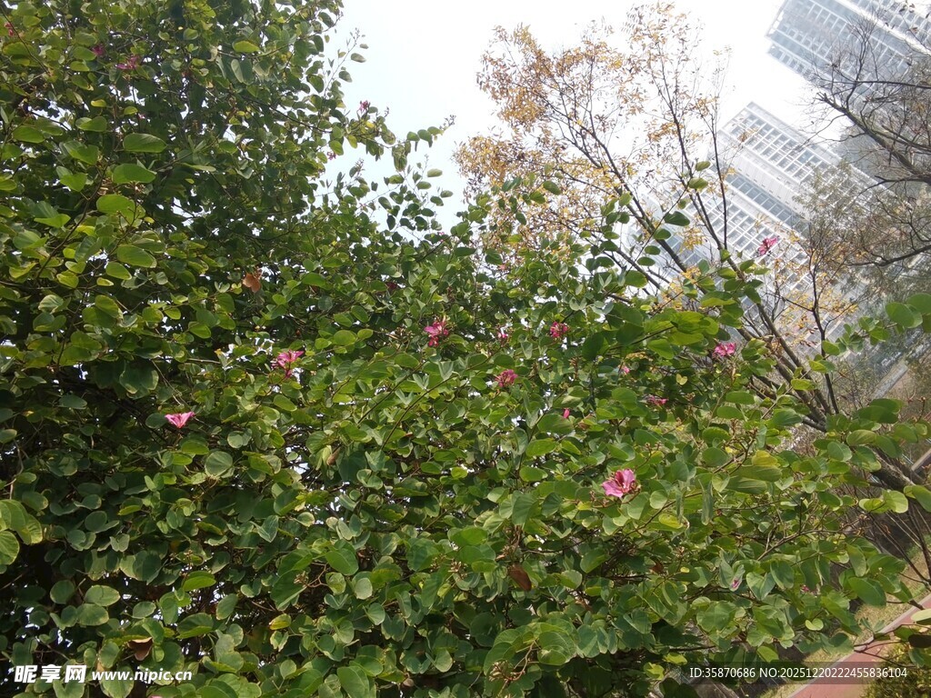 繁茂绿植自然清新景致