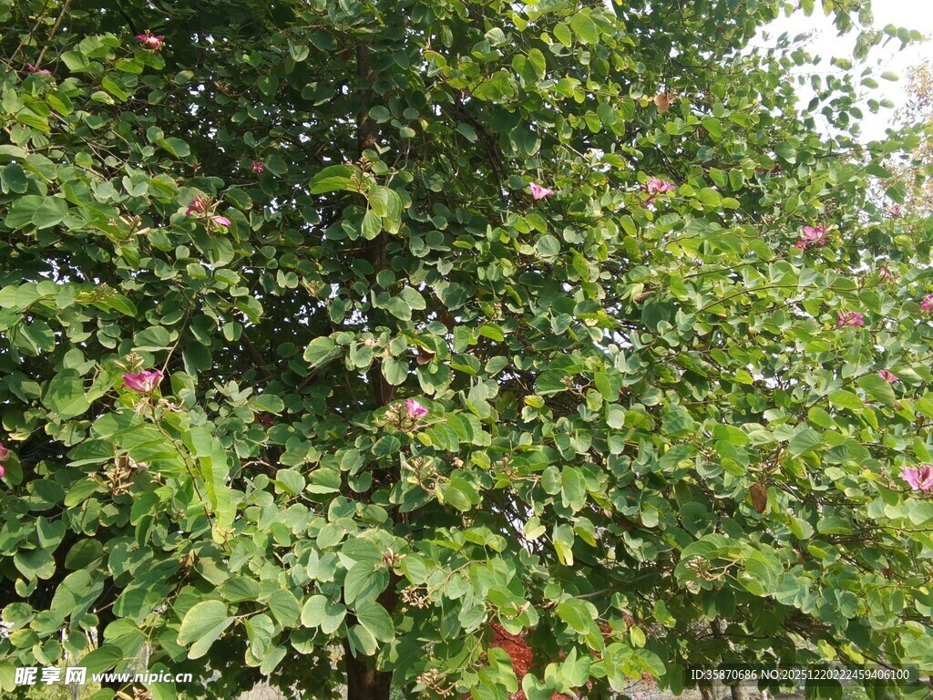 绿叶间的红果植物景观