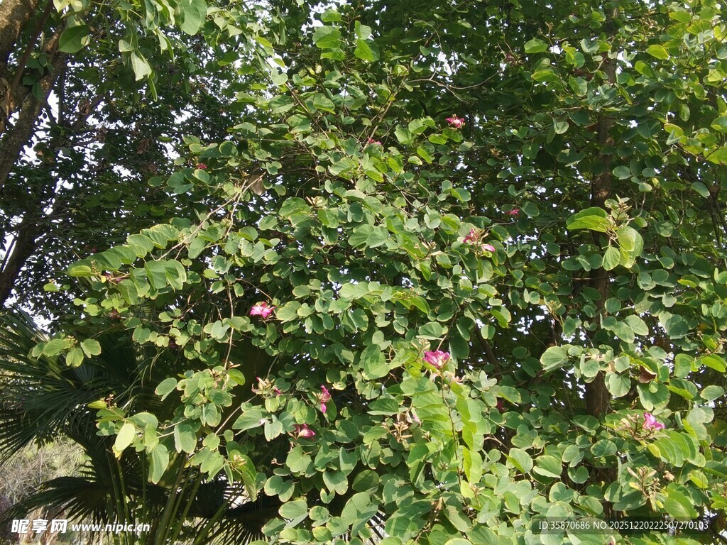 繁茂绿叶的树林景象