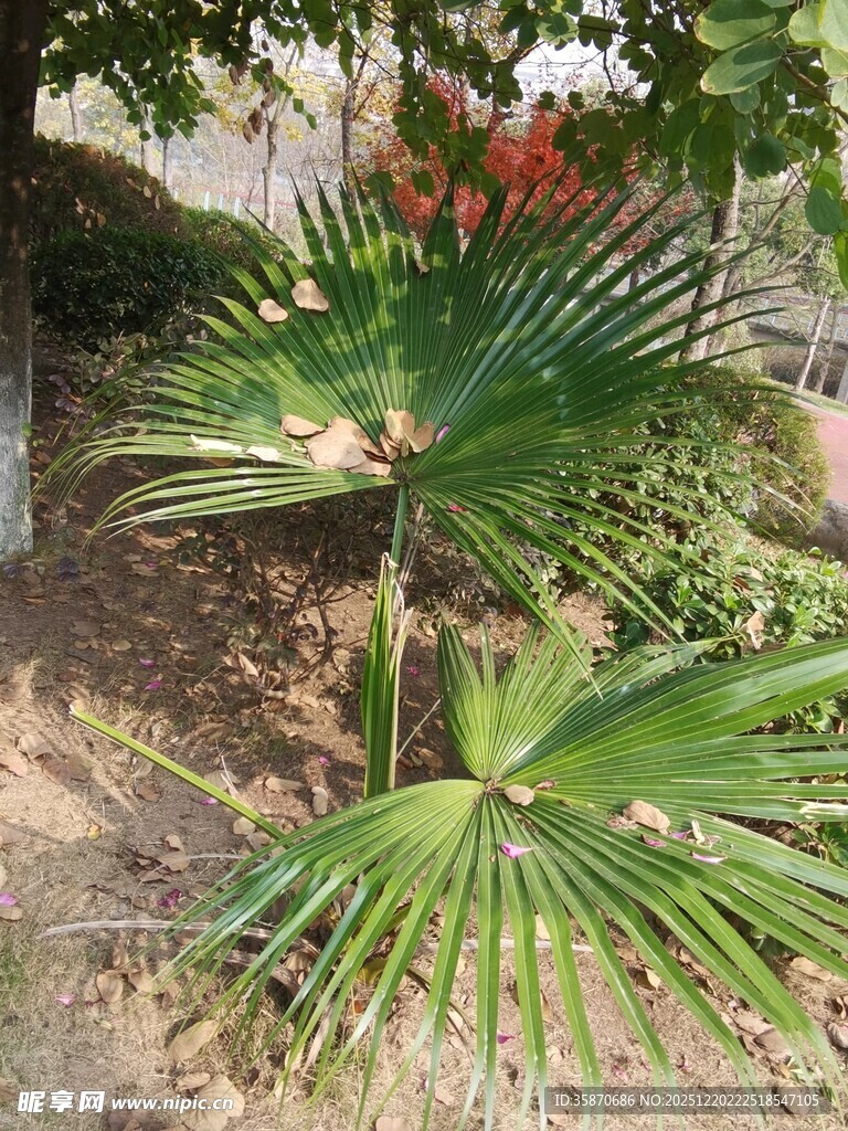 户外生长的两株棕榈植物