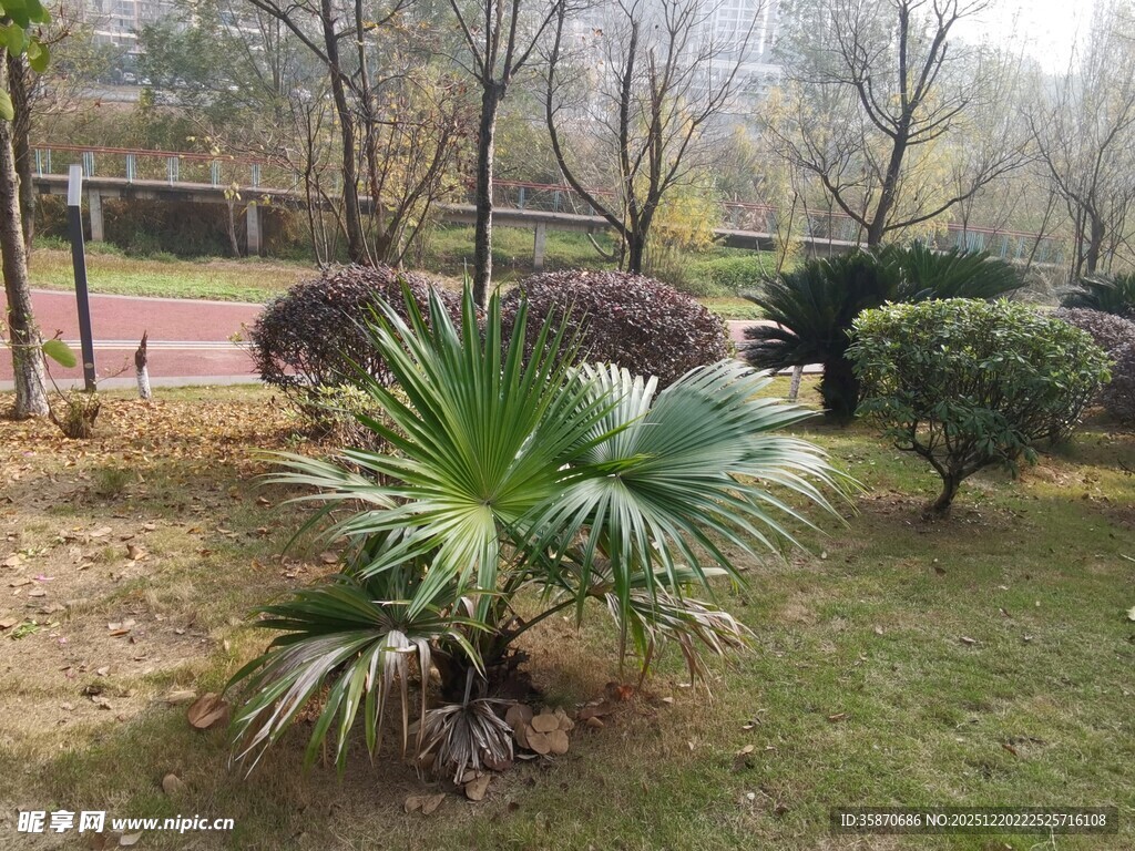 园林中的翠绿棕榈植物