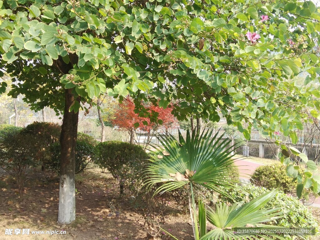 绿树成荫的庭院景致