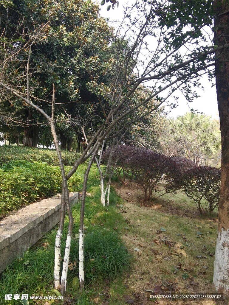 林间小道旁的树木与绿植