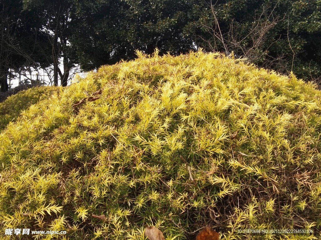 金黄繁茂的植物景观