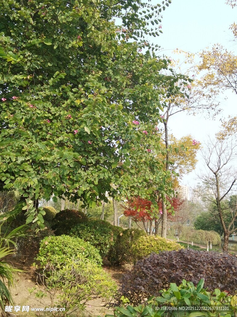 秋日园林绿植景观