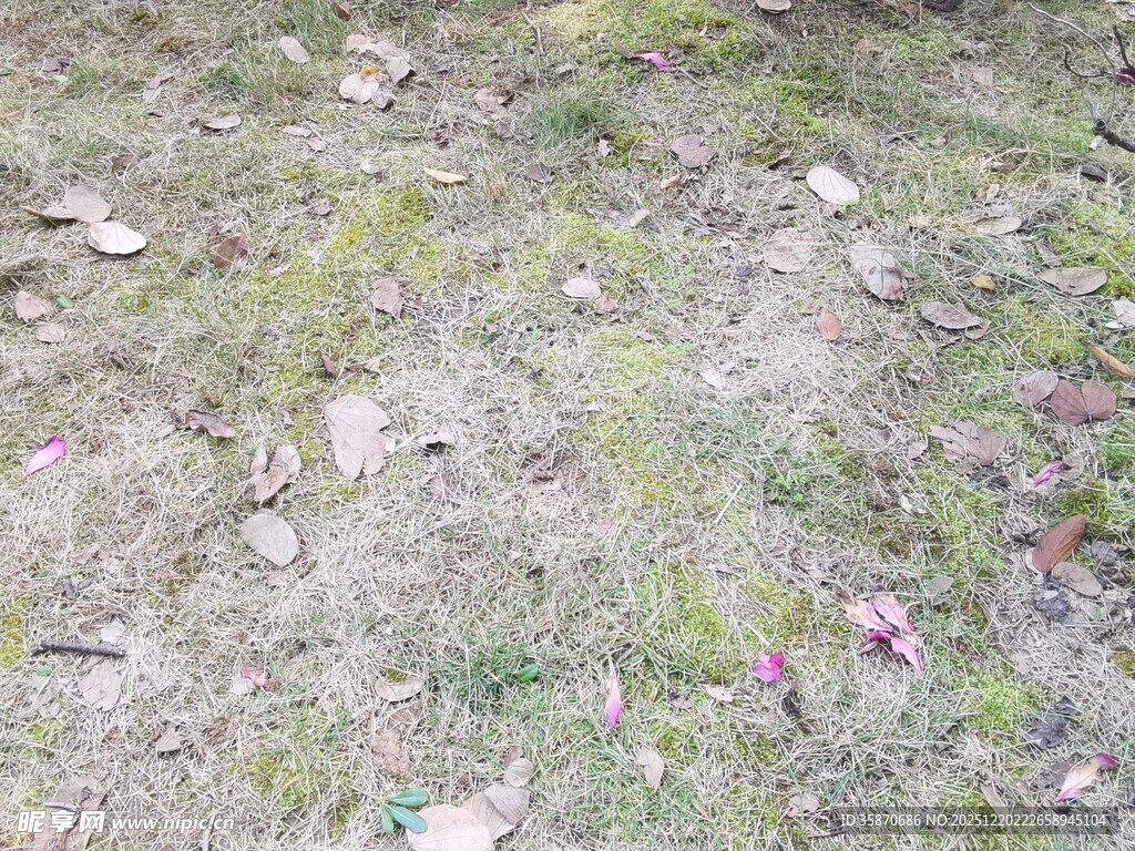 地面散落枯叶与小花