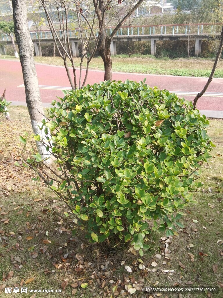 圆形绿植灌木景观