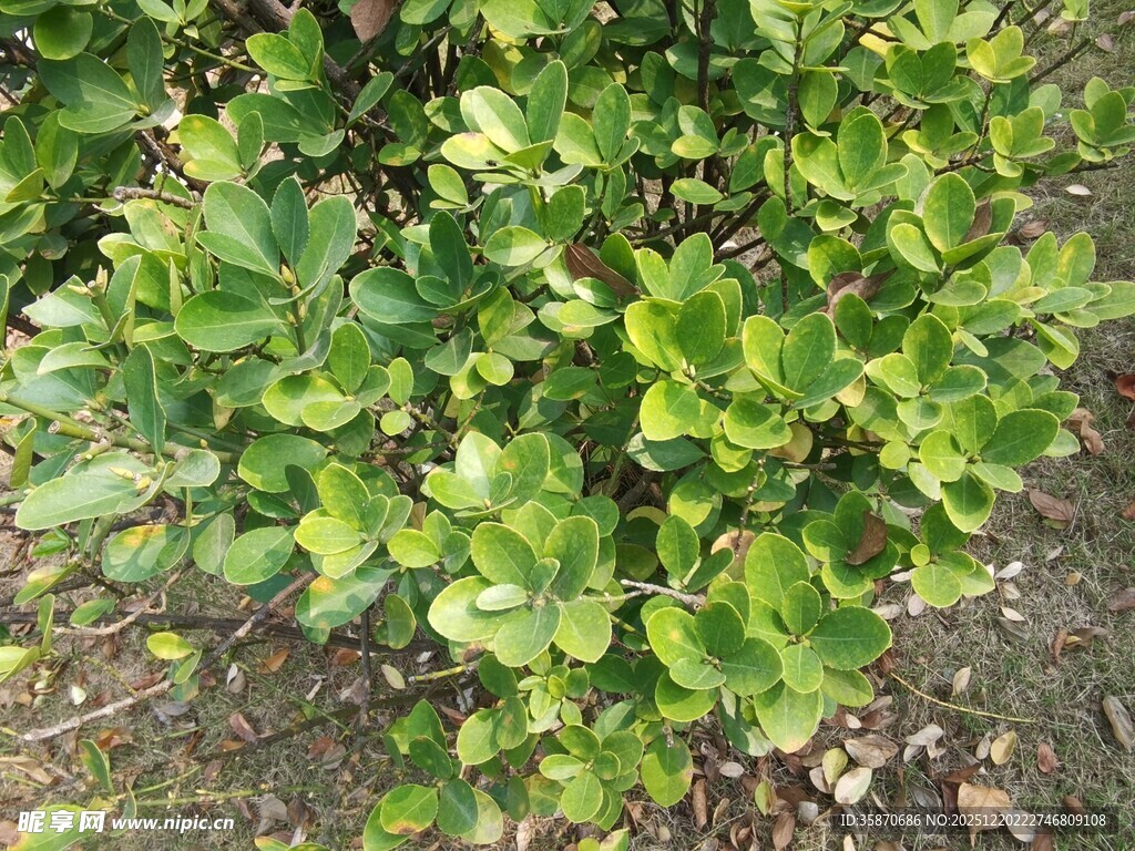 绿叶繁茂的低矮植物