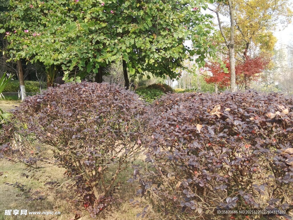 秋日园林中的多彩灌木丛