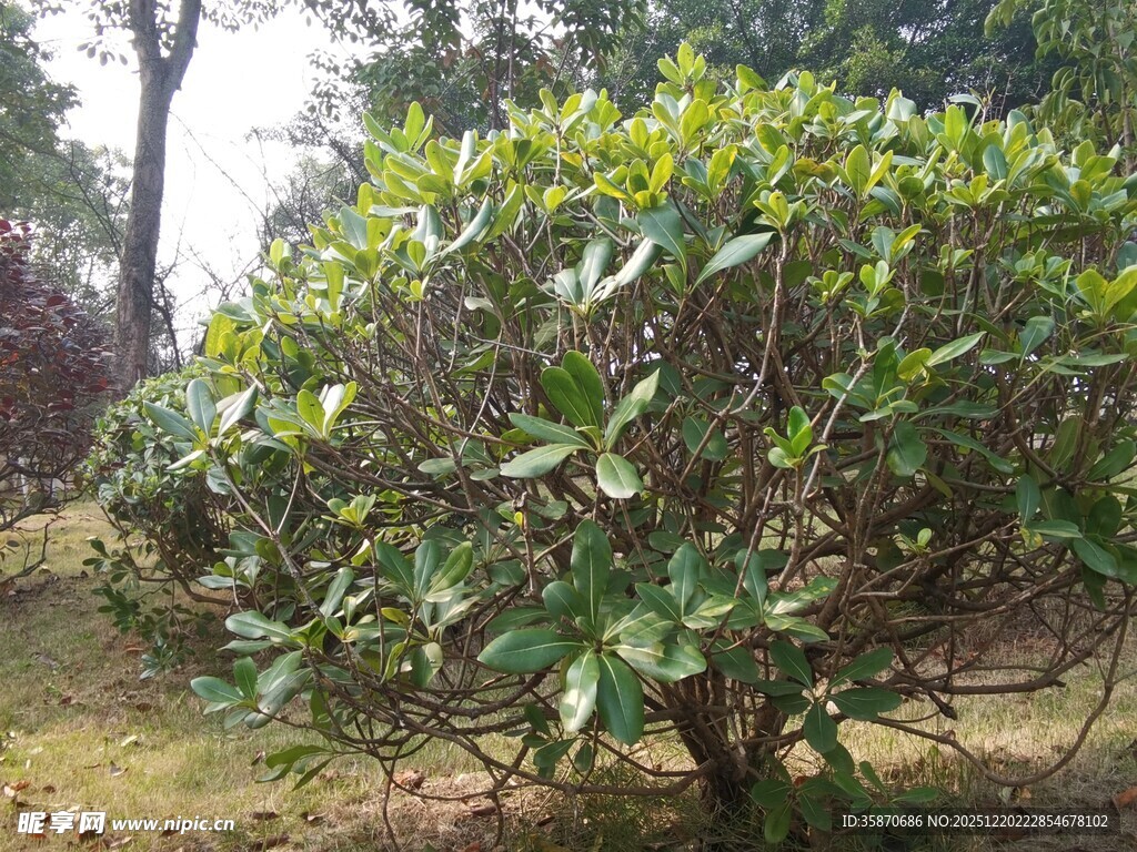 绿叶繁茂的灌木植物