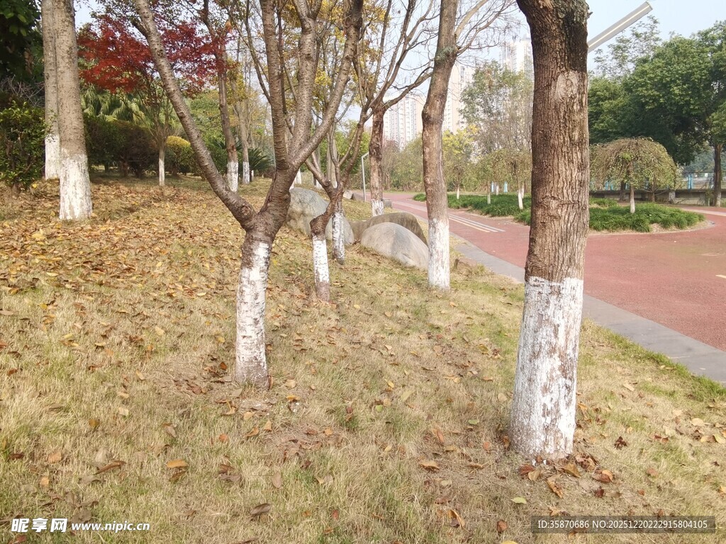 冬日公园树木景观