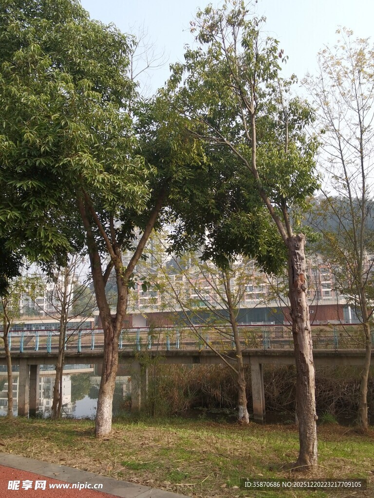 河畔绿树成荫风景如画