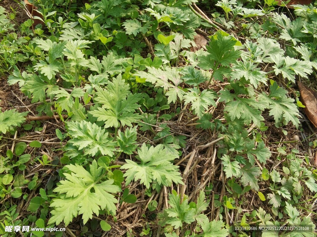 野外茂盛的绿色植物群落